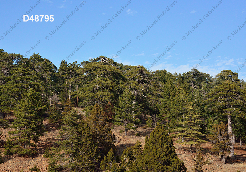 Coniferous forest, Cyprus